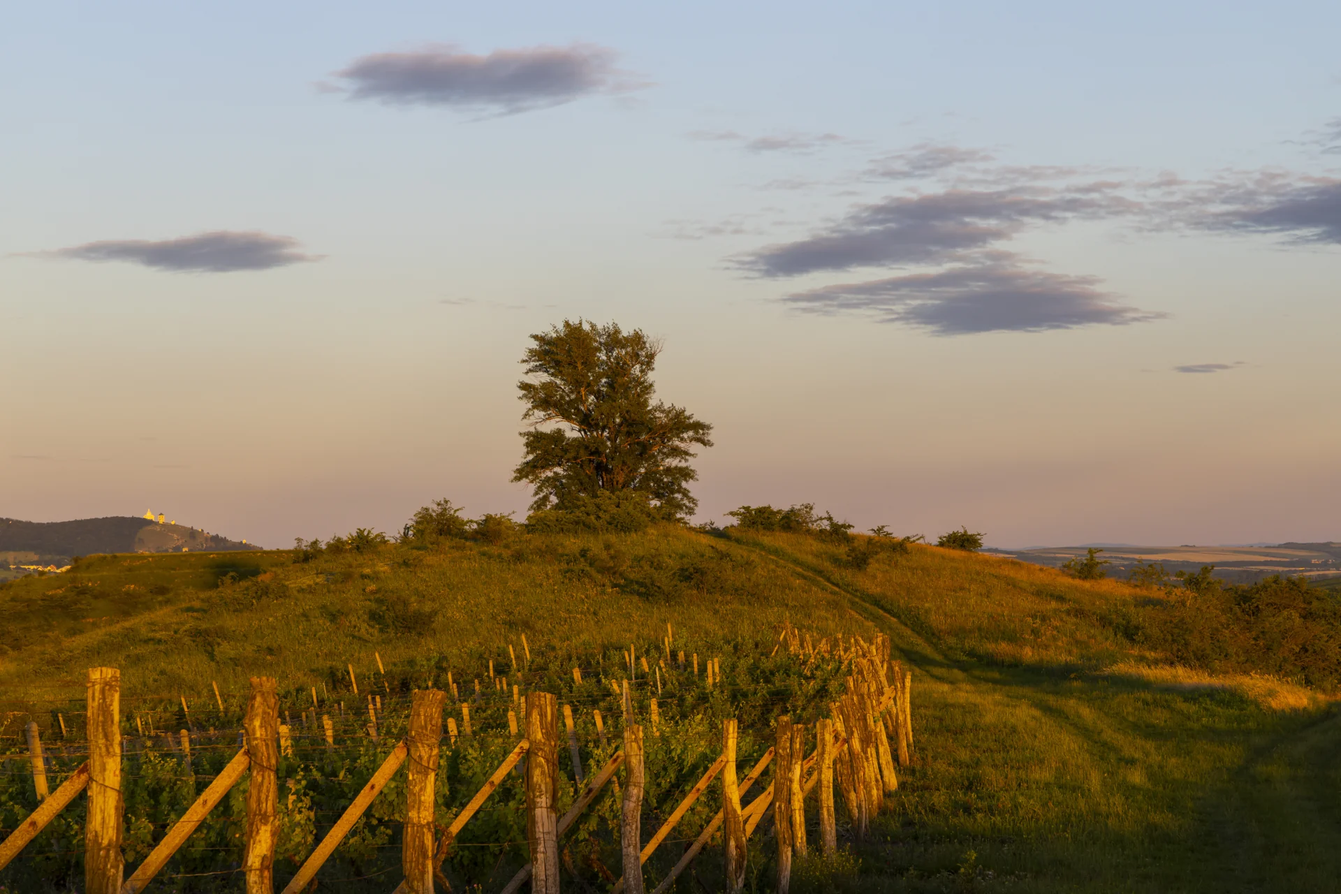 Večerní světlo nad vinicemi jižní Moravy